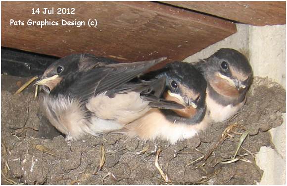 Four swallows in Nest '1' - near office