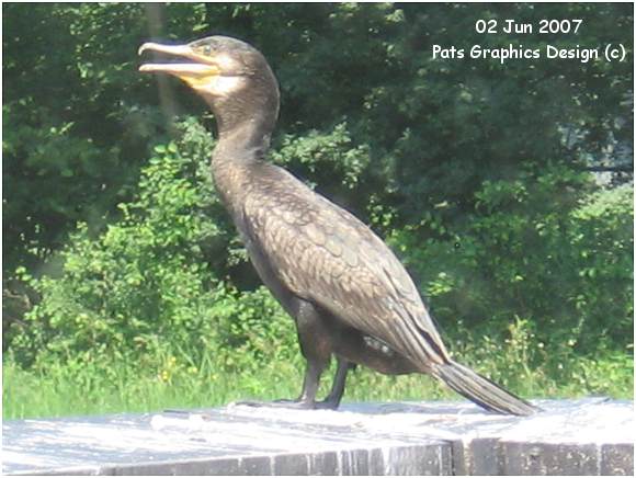 Cormorant at GBP - 02 Jun 2007