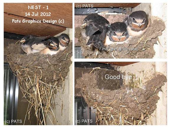 Final images at Nest '1'