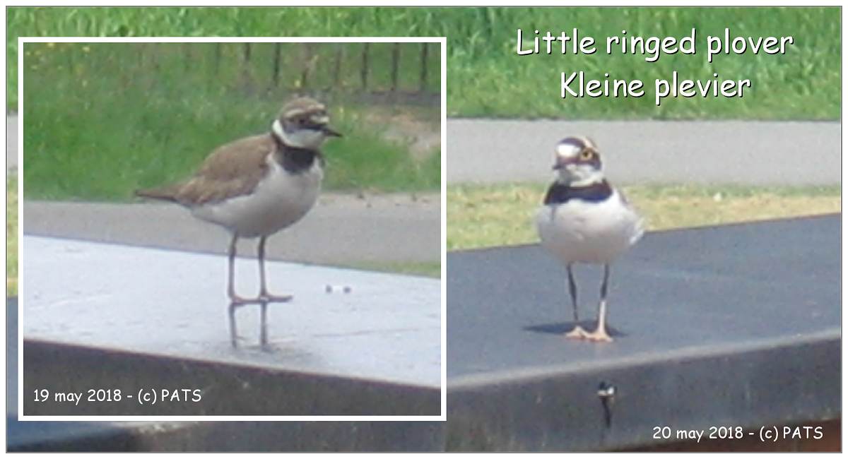Little ringed plover - Kleine plevier - PowerShot A520 - PATS