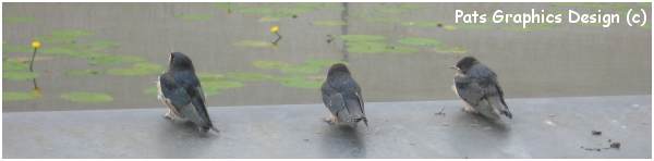 Swallows around office - PATS - 2012