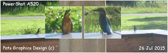 Two Kingfishers in one shot - PowerShot A520 - PATS